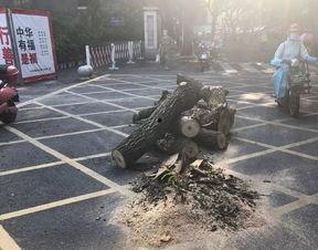 绵阳凯厦砍树事件爆料视频,揭秘校园暴力背后的真相